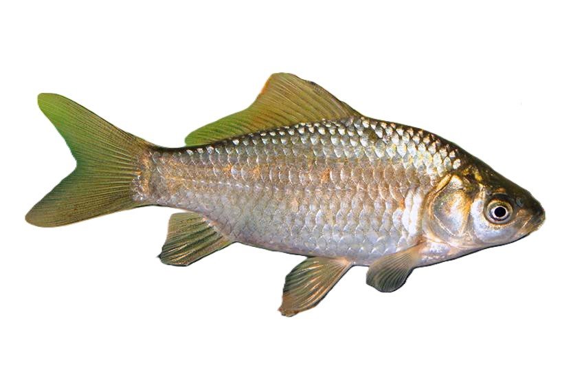 Carassius gibelio